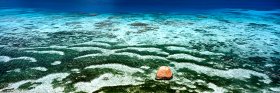 Solitary Shell