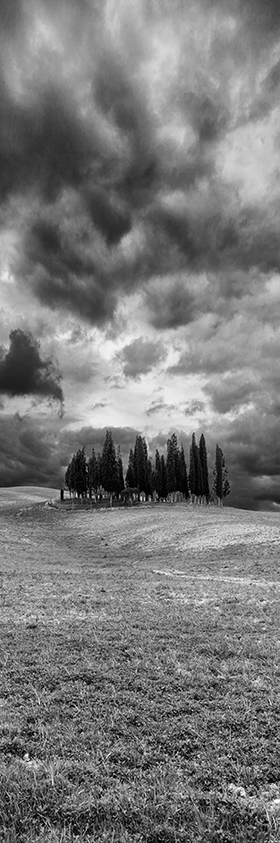 Tuscany Trees